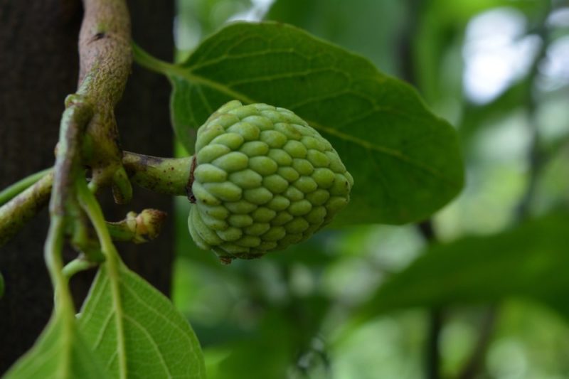 Cherimoya Fruit