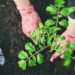 Composting Sustainable Gardening