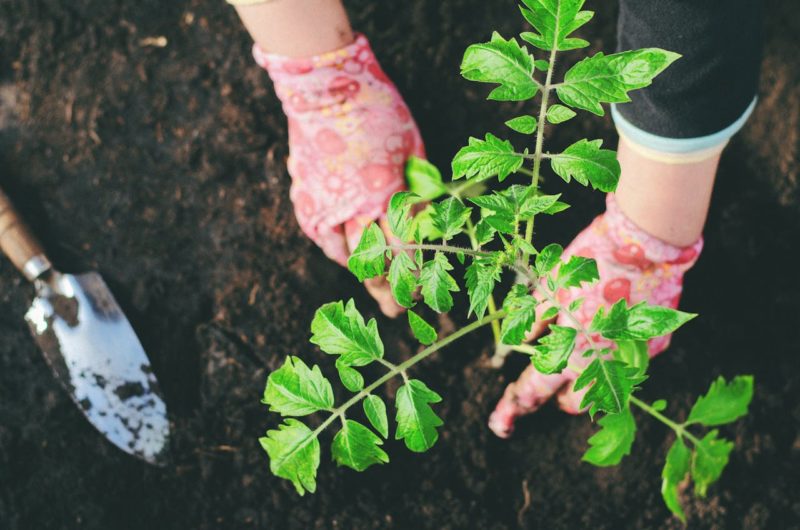 Composting Sustainable Gardening