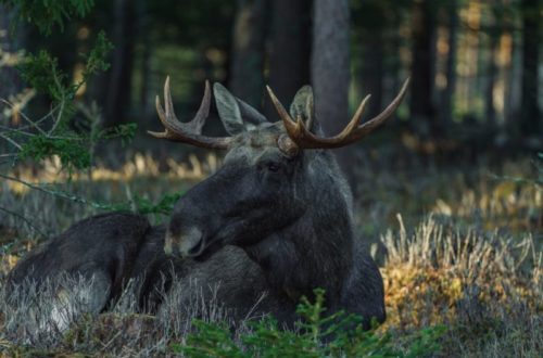 Elk Hunting Field Dressing