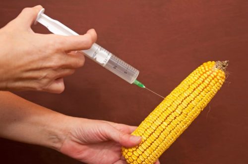 Genetically Modified Organisms