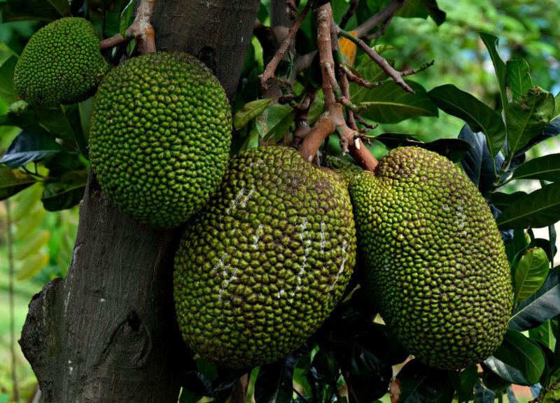 Jackfruit