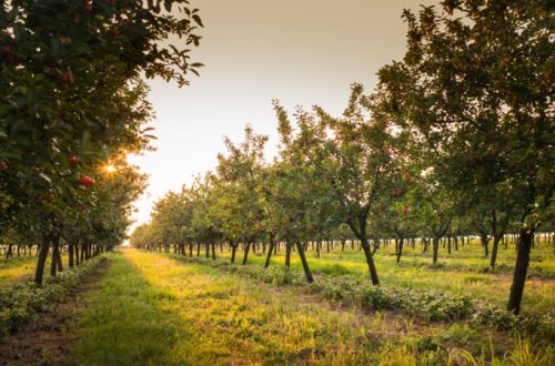 Orchard Growers