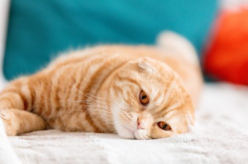 Symptoms Your Cat Is Feeling Unwell