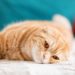 Symptoms Your Cat Is Feeling Unwell