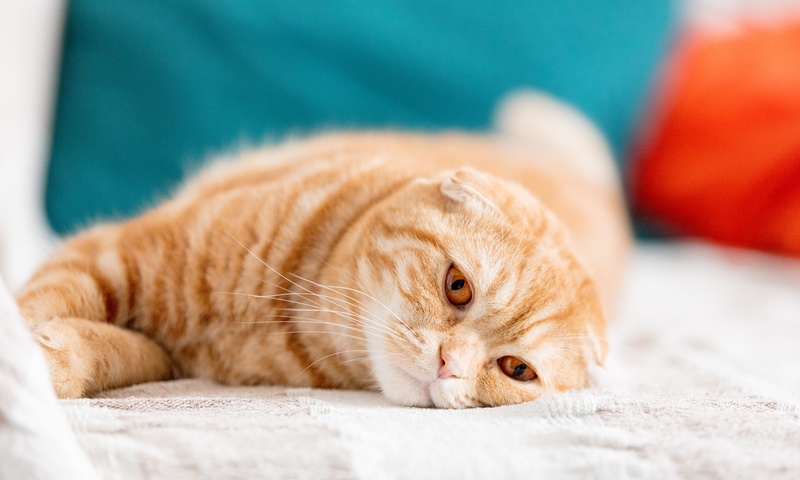 Symptoms Your Cat Is Feeling Unwell