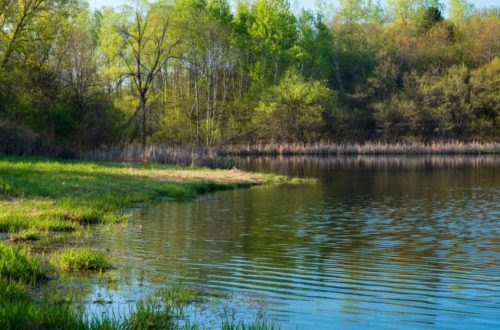 Make Your Pond Healthier