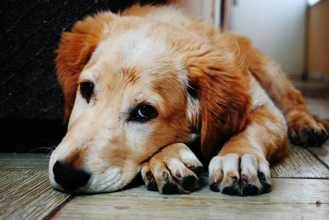 Prepare For Your Pets Final Days