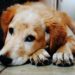 Prepare For Your Pets Final Days