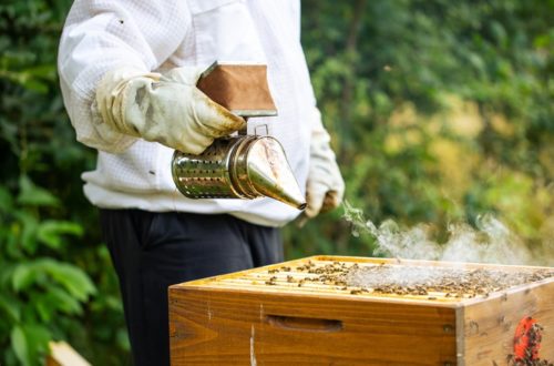 How Do Bee Smokers Work To Calm The Bees