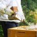 How Do Bee Smokers Work To Calm The Bees