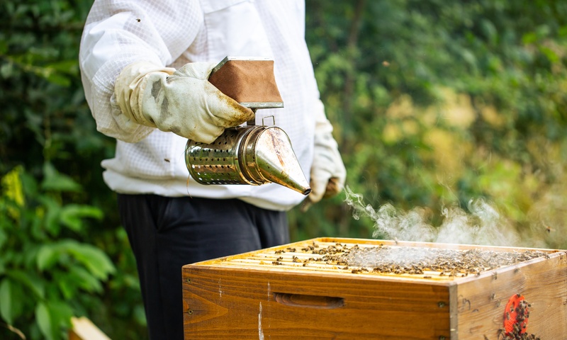 How Do Bee Smokers Work To Calm The Bees