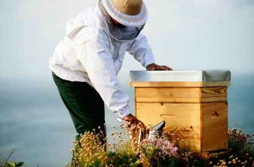 Beekeeping Tips For Warmer Months