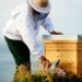 Beekeeping Tips For Warmer Months