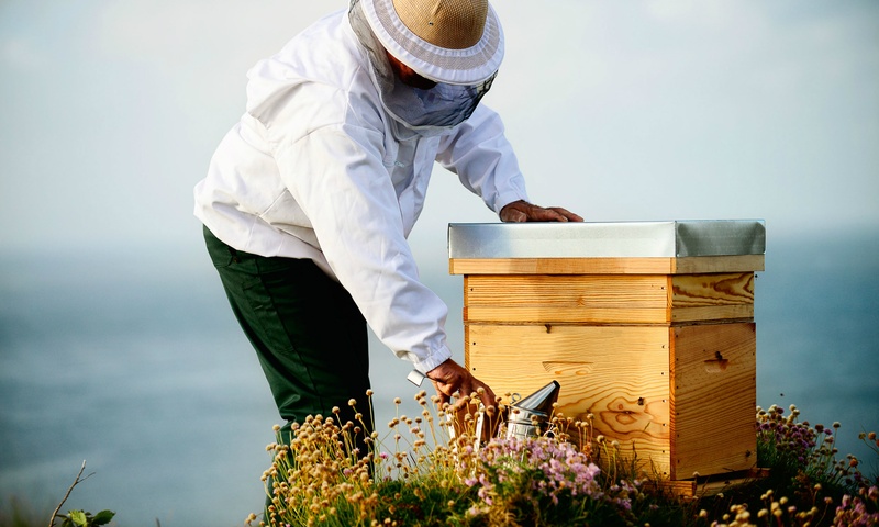 Beekeeping Tips For Warmer Months