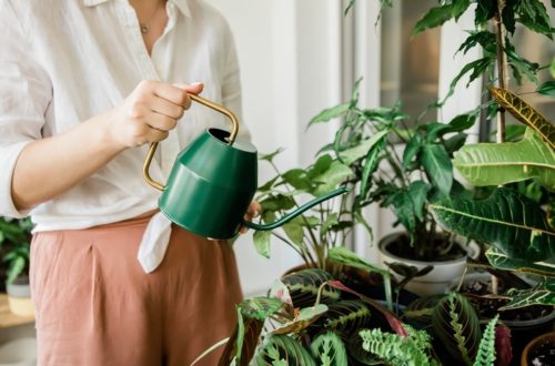 Common Indoor Plant Problems