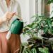 Common Indoor Plant Problems