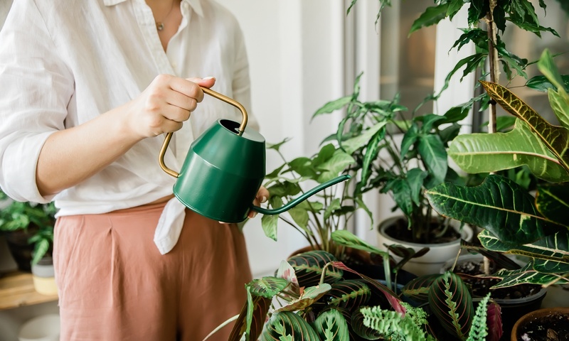 Common Indoor Plant Problems