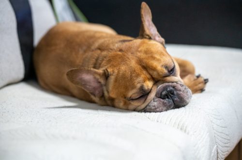 How To Choose The Right Dog Breed For Your Living Space