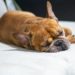 How To Choose The Right Dog Breed For Your Living Space