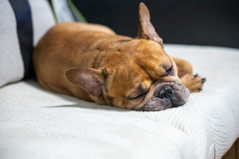 How To Choose The Right Dog Breed For Your Living Space