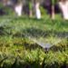 Keep Your Lawn Watering On Track