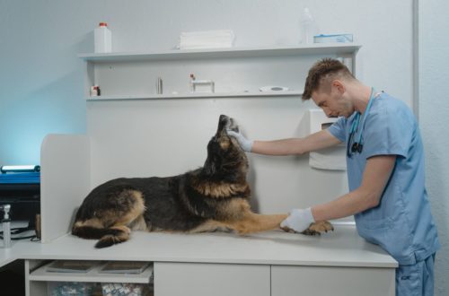 On-Demand Vet Care