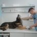 On-Demand Vet Care